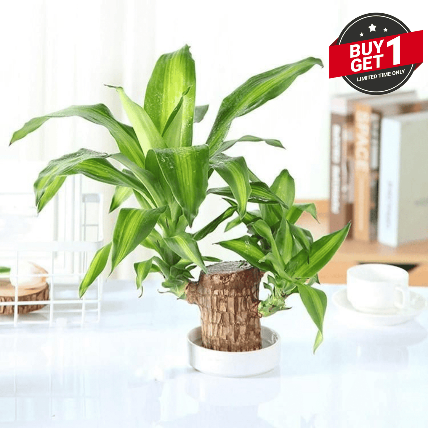 Big Size Lucky Brazil Wood Plant |🔥Buy 1 Get 1 Free🔥