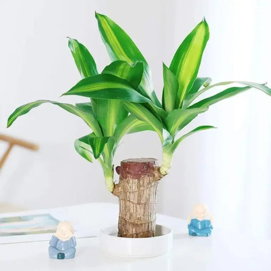 Big Size Lucky Brazil Wood Plant |🔥FLAT 50% OFF SALE🔥 - Good Stuff Online Store