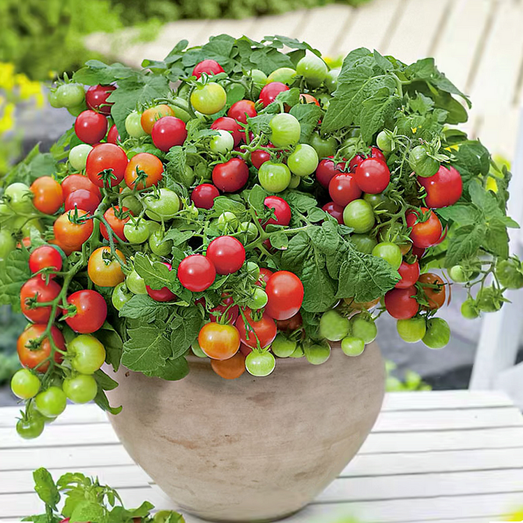 Dwarf Tomatoes Seeds | 🍅 Flat 50% Saving🍅 - Good Stuff Online Store