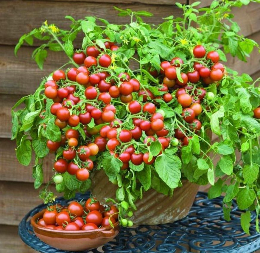 Dwarf Tomatoes Seeds | 🍅 Flat 50% Saving🍅 - Good Stuff Online Store