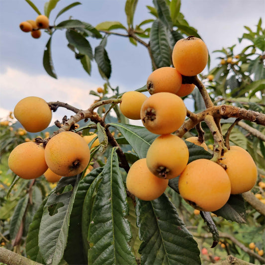 Five - star Loquat Seeds|🍑Flat 50% Saving🍑 - Good Stuff Online Store