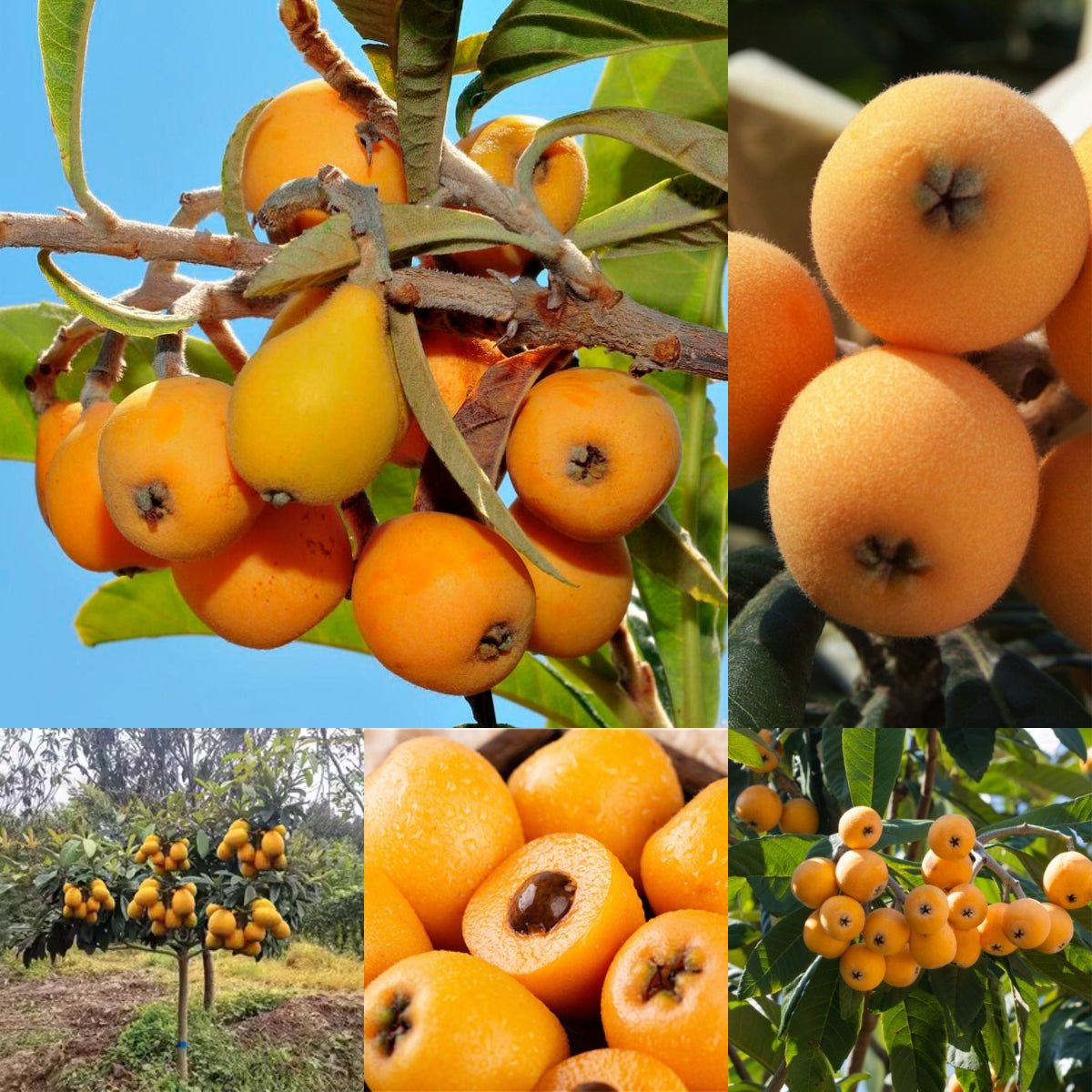 Five-star Loquat Seeds|🍑Flat 50% Saving🍑
