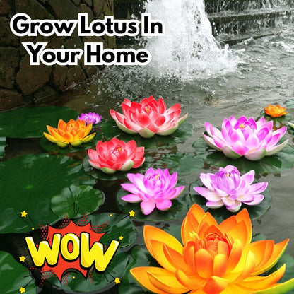 Hybrid Japanese Bonsai Lotus Seeds| 🔥FLAT 58% OFF SALE🔥