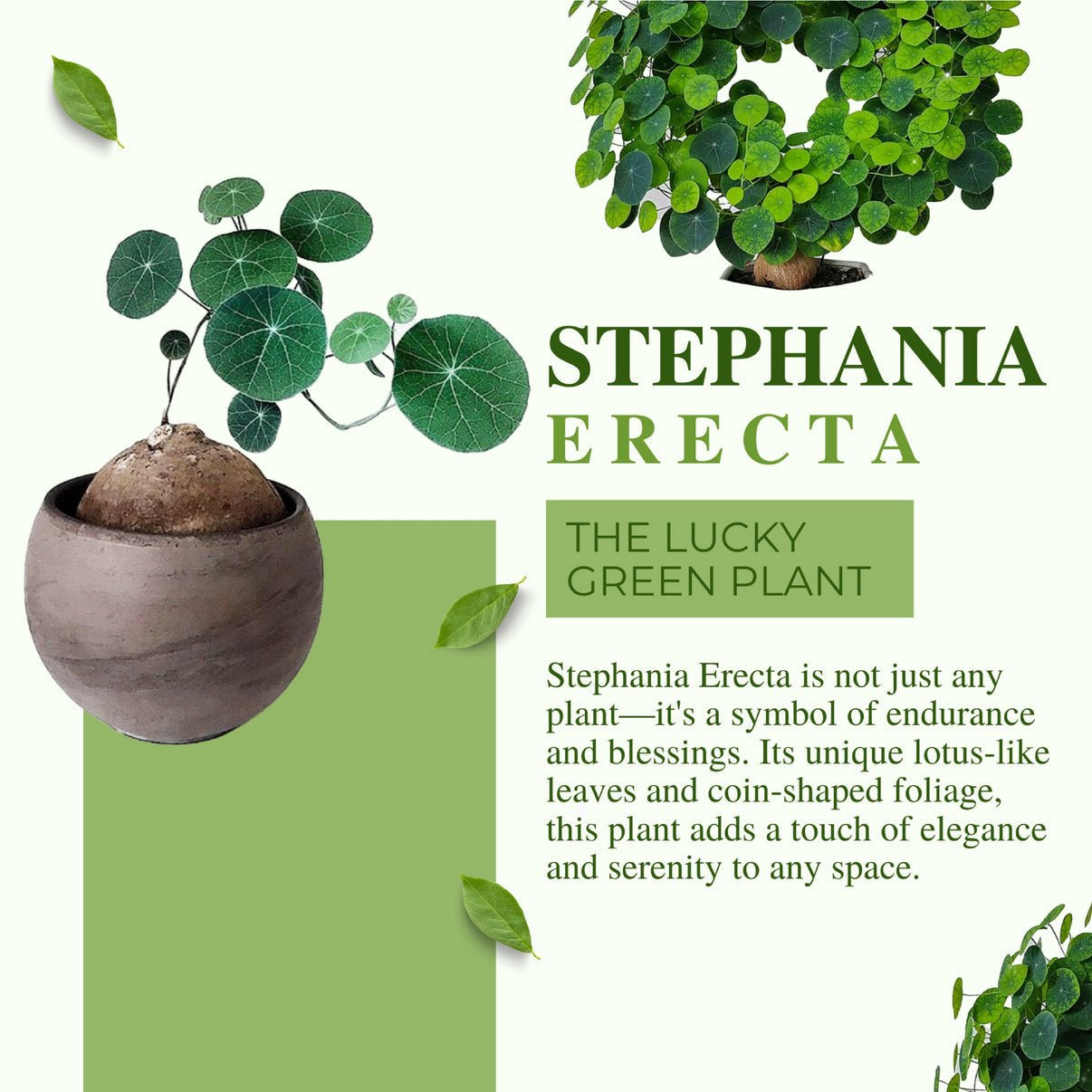 Stephania Erecta Plant | 🔥FLAT 50% OFF SALE🔥 - Good Stuff Online Store