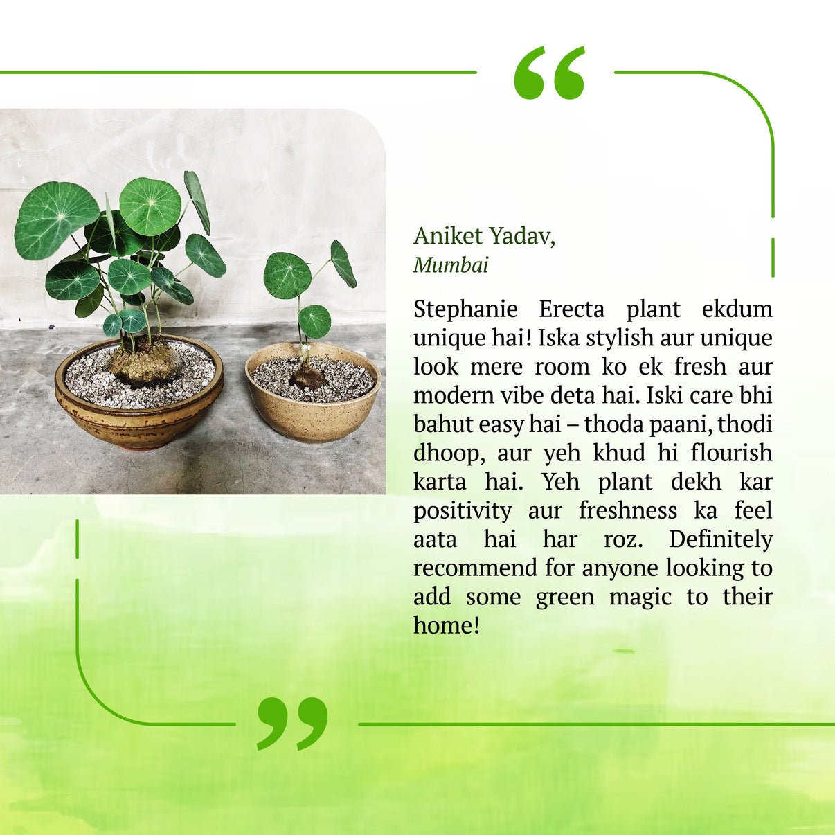 Stephania Erecta Plant | 🔥FLAT 50% OFF SALE🔥 - Good Stuff Online Store