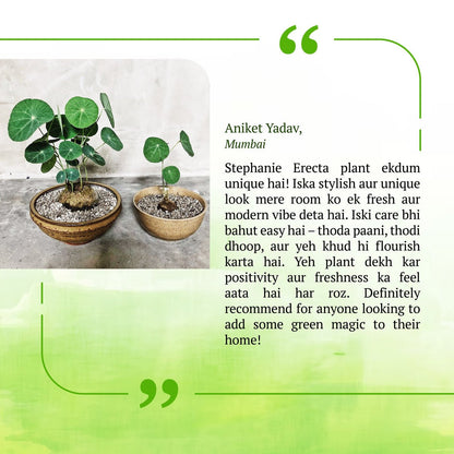 Stephania Erecta Plant | 🔥FLAT 50% OFF SALE🔥 - Good Stuff Online Store