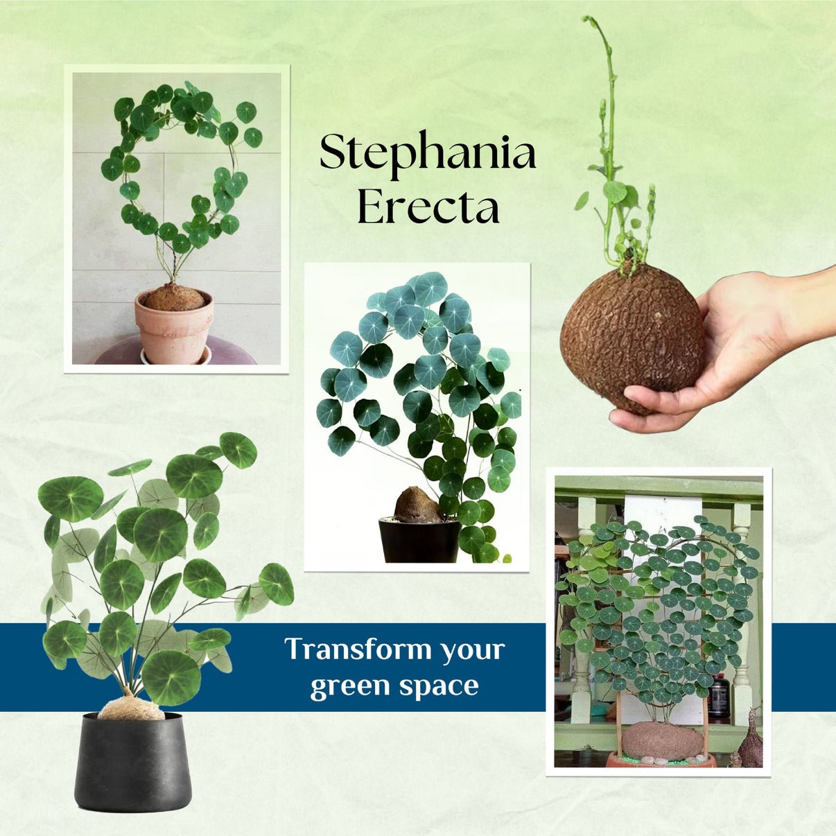 Stephania Erecta Plant | 🔥FLAT 50% OFF SALE🔥 - Good Stuff Online Store