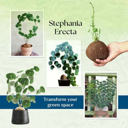 Stephania Erecta Plant | 🔥FLAT 50% OFF SALE🔥 - Good Stuff Online Store