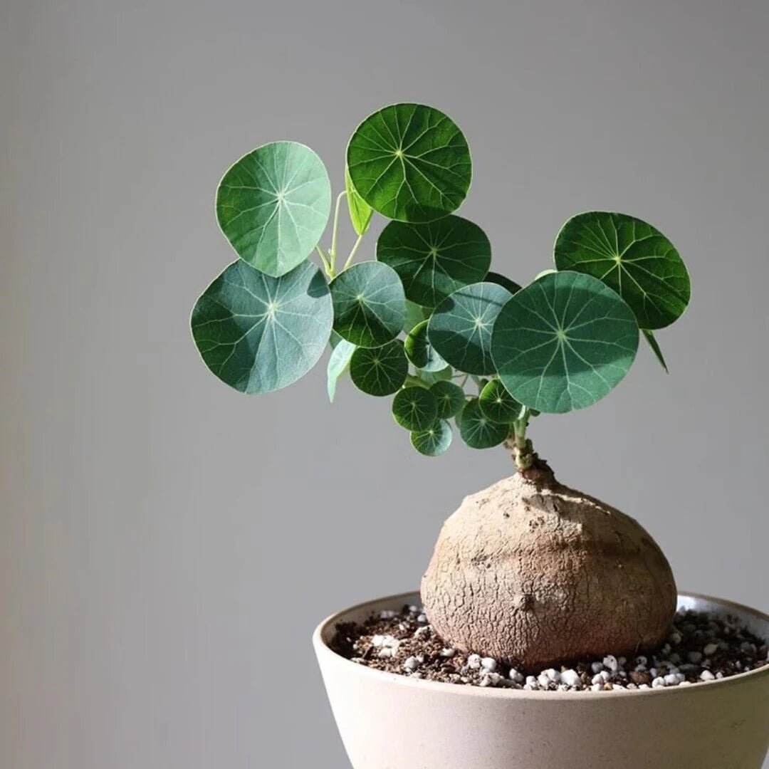 Stephania Erecta Plant | 🔥FLAT 50% OFF SALE🔥 - Good Stuff Online Store